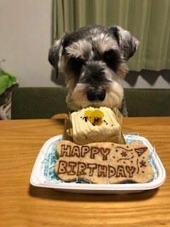 ハナちゃんとケーキ